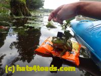 /home//u458753944/public_html/sourcegallery//////Frogs/Bullfrogs 2016-08 Ontario/P8140128.JPG